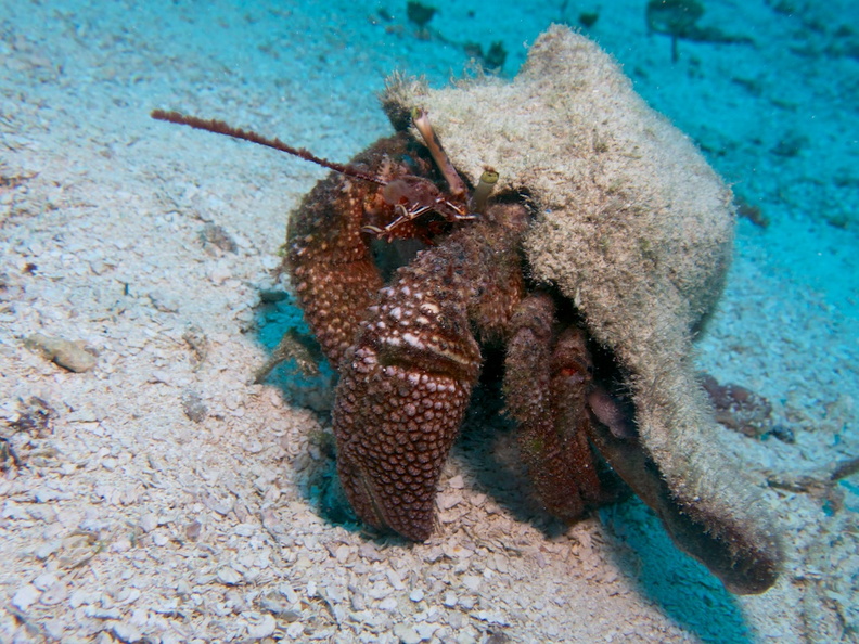 Giant Hermit Crab IMG_4638.jpg